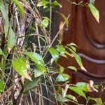 Mahshid Javadi Instagram - ☘️🌱🌿 به صبحِ روزِ مرگم می‌اندیشم! که امیدوارانه صورتم را خواهم شست در آینه خواهم نگریست دقایقی با گل‌هایم خلوت خواهم کرد ساعتِ شنیِ کم‌طاقتِ من آن صبح کم‌طاقت تر از همیشه خواهد بود لحظه ای که زیر کتری را روشن کنم جهان، چه نیشخندی به من خواهد زد و آفتاب، چه بیرحمانه خواهد تابید صبحِ آنروز! «از یادداشت های قدیمی» #mahshidjavadi ✍️📷 عکس ها مربوط به آخرین روزهای سال ۱۴۰۰