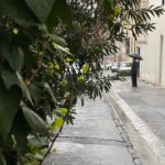 Mahshid Javadi Instagram - ☘️🌱🌿 به صبحِ روزِ مرگم می‌اندیشم! که امیدوارانه صورتم را خواهم شست در آینه خواهم نگریست دقایقی با گل‌هایم خلوت خواهم کرد ساعتِ شنیِ کم‌طاقتِ من آن صبح کم‌طاقت تر از همیشه خواهد بود لحظه ای که زیر کتری را روشن کنم جهان، چه نیشخندی به من خواهد زد و آفتاب، چه بیرحمانه خواهد تابید صبحِ آنروز! «از یادداشت های قدیمی» #mahshidjavadi ✍️📷 عکس ها مربوط به آخرین روزهای سال ۱۴۰۰