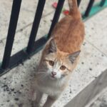 Mahshid Javadi Instagram - خوشگلی دردسر داره 🐈