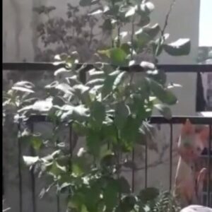 Mahtab Nasirpour Instagram - روز مبارک درخت کاری‌ست

#روز_درختکاری
#محیط_زیست

#environment
#Tree