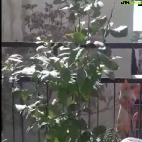 Mahtab Nasirpour - 3.2K Likes - روز مبارک درخت کاریست
#روز_درختکاری
#محیط_زیست
#environment
#Tree