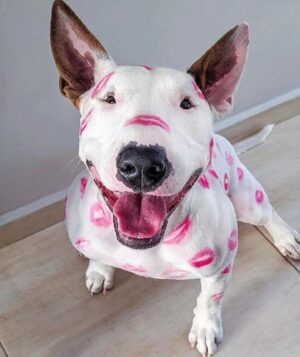 Mahulena Bočanová Instagram - Tohle buličí slavné foto je prostě boží!Pro všechny milovníky bojového vemena Bullterrier!🤣❤️