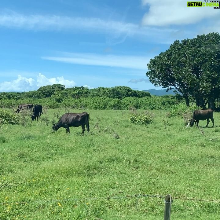 Mai Fukagawa Instagram - Free Mindの撮影の道中、 撮っていた動画もいくつか📷 1つ目は、竹富島の「なごみの塔」という展望塔の上からの景色です。なんて素敵な絶景…✨😳 (現在、塔の階段は登れなくなっていますが、今回撮影のために許可をいただいて登らせていただきました✨) 4つ目の夕日の動画はぜひ音ありで聞いてみてくださいね🎧🦜