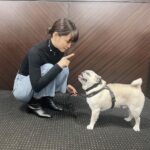 Mai Fukagawa Instagram - 🐶 事務所の方の愛犬、パグのぶんちゃんと対面。 おすわり！と言ってる私と、 全然聞いてないぶんちゃんです。笑 今夜、BS-TBS「サワコ」第6話放送です！ いよいよ後半戦に突入🔥 2章もゾクゾクです…。ぜひ見てくださいっ。