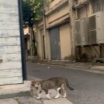 Mai Fukagawa Instagram - Free Mindの撮影の道中、 撮っていた動画もいくつか📷 1つ目は、竹富島の「なごみの塔」という展望塔の上からの景色です。なんて素敵な絶景…✨😳 （現在、塔の階段は登れなくなっていますが、今回撮影のために許可をいただいて登らせていただきました✨） 4つ目の夕日の動画はぜひ音ありで聞いてみてくださいね🎧🦜