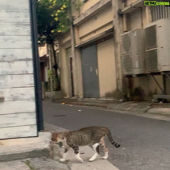 Mai Fukagawa Instagram - Free Mindの撮影の道中、 撮っていた動画もいくつか📷 1つ目は、竹富島の「なごみの塔」という展望塔の上からの景色です。なんて素敵な絶景…✨😳 (現在、塔の階段は登れなくなっていますが、今回撮影のために許可をいただいて登らせていただきました✨) 4つ目の夕日の動画はぜひ音ありで聞いてみてくださいね🎧🦜