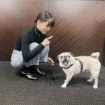 Mai Fukagawa Instagram - 🐶 事務所の方の愛犬、パグのぶんちゃんと対面。 おすわり！と言ってる私と、 全然聞いてないぶんちゃんです。笑 今夜、BS-TBS「サワコ」第6話放送です！ いよいよ後半戦に突入🔥 2章もゾクゾクです…。ぜひ見てくださいっ。