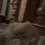 Maisy Stella Instagram - HEY HI HELLOO