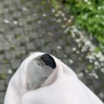 Maite Kelly Instagram - . Ihr Lieben, hier eine kleine persönliche Story … habe auf dem Fahrradweg einen ausgewachsenen Baby-Vogel sehr geschwächt auf dem Boden gefunden. Ich befürchtete das Schlimmste. Hab ihn nicht mit der Hand angefasst … falls seine Mama nach ihm suchen sollte. Da es spät war, war der Tierschutzverein schon zu. Also rief ich eine Freundin, die Tierarzthelferin ist, an. Habe dann die ganze Nacht neben ihm gewacht … Wasser gegeben … dann Kirschwasser … als er dann die ganze Nacht schlief, hoffte ich, dass er es schaffen würde. Heute Morgen wachte er auf, streckte seine Flügel – und flog. Hüpfte dann von Ecke zu Ecke in meinem Zimmer … ich war so glücklich. Da wusste ich, er ist bereit und kann in die Welt. Ich nahm ein T-Shirt und brachte ihn sanft in den Garten … er flog … und wie er flog …