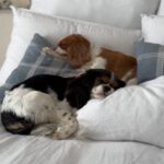 Maja Bohosiewicz Instagram – Kompletnie randomowa psia rolka bo Juzia i Kuzia dawno nie występowały. Team pies zostawia po sobie emotkę psią 🦮🐕‍🦺🐶💩 a Team kot nie zostawia nic bo przecież wszyscy kochają psy najbardziej