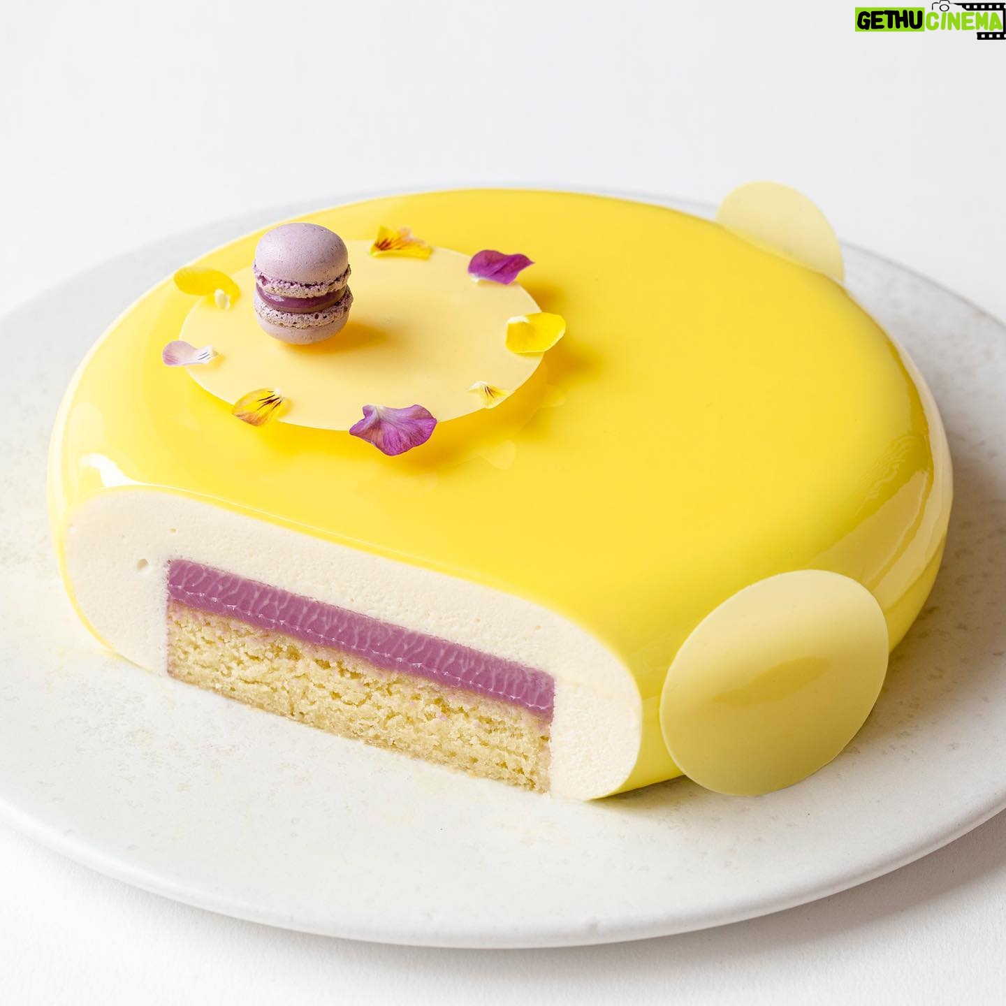 Maja Vase Instagram - Flourless lemon coconut cake with a wild blueberry core 🍋🥥💜 I never get tired of that magical purple colour 🪄🔮