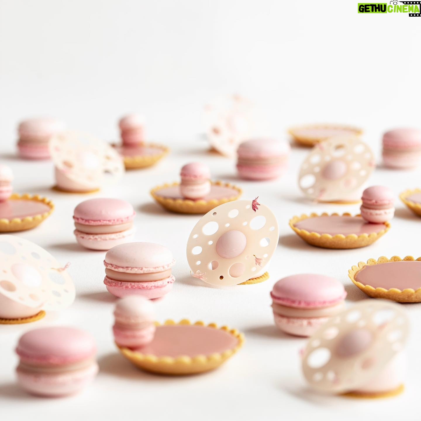 Maja Vase Instagram - Who loves rhubarb (and cute, pink cakes)? 🙋🏼♀️ I have leftovers 💕