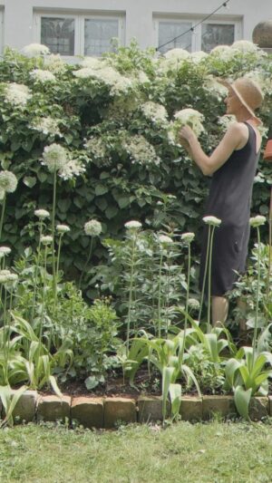 Malin Persson Instagram - Visst var den lite trög i starten men nu verkar min klätterhortensia verkligen fått fart, har nog aldrig blommat så vackert som i år! Visst älskar man dess platta eleganta blommor?

#hortensia #garden #cinematic #elegantstyle  #maximalistinteriors #myhyggehome #countryliving #instagramstoryideas #homedecor #asteteticfilm #seasonpoetry #romanticizeyourlife #hyggehome #skandinavianhome #cozyhome #myhomestyle #gardendesign #gardeninspiration #gardenlove