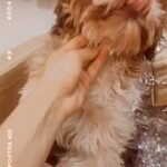 Malina Instagram - Guess who’s birthday month it is ? Yeah.. of course Roxy 😉♥️ #funreels #birthday #dogsofinstagram #instagram #instagood #instadaily