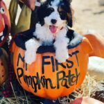 Mallory James Mahoney Instagram - Hey friends, I want to introduce you to my new baby P.K. (Penalty Killer) Yes, he is another Hockey Dog! He even went to his first hockey game 🏒❤️🖤🤍 P.K. is 10 weeks #bernedoodle and he has completely melted my heart 💖💖💖 and @the.lord.stanley is loving having a new little brother to play with! 💖🐶🏒💖🐶🥅💖 #bernedoodlesofinstagram #bernesemountaindog #doodlesofinstagram #puppiesofinstagram #HockeyLovingDogs