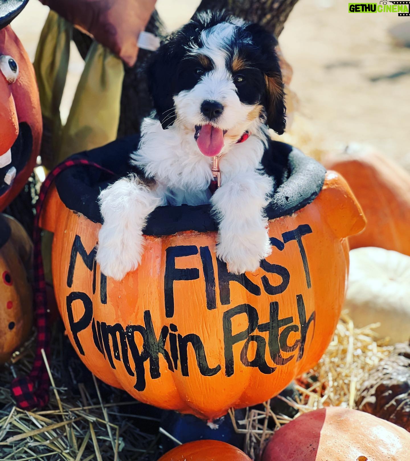 Mallory James Mahoney Instagram - Hey friends, I want to introduce you to my new baby P.K. (Penalty Killer) Yes, he is another Hockey Dog! He even went to his first hockey game πβ€οΈπ€π€ P.K. is 10 weeks #bernedoodle and he has completely melted my heart πππ and @the.lord.stanley is loving having a new little brother to play with! ππΆπππΆπ₯
π #bernedoodlesofinstagram #bernesemountaindog #doodlesofinstagram #puppiesofinstagram #HockeyLovingDogs