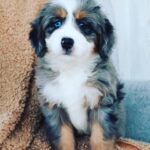 Mallory James Mahoney Instagram - 👋Hey Friends, help me welcome the newest member to my family Hat-Trick “Hattie”!💜 She is the sweetest little girl, and loves her big brothers Lord Stanley and Penalty Killer “PK” so much!🎀 #ReadyForHockeySeason #hockey #bernedoodle #dogsofinstagram #girlandherdog Photo: @mylittleumbrella Makeup: @dollsociety_