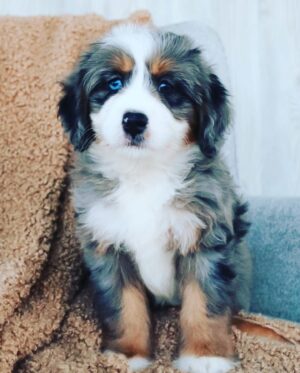 Mallory James Mahoney Instagram - 👋Hey Friends, help me welcome  the newest member to my family Hat-Trick “Hattie”!💜 She is the sweetest little girl, and loves her big brothers Lord Stanley and Penalty Killer “PK” so much!🎀 #ReadyForHockeySeason
#hockey 
#bernedoodle 
#dogsofinstagram 
#girlandherdog 

Photo: @mylittleumbrella 
Makeup: @dollsociety_