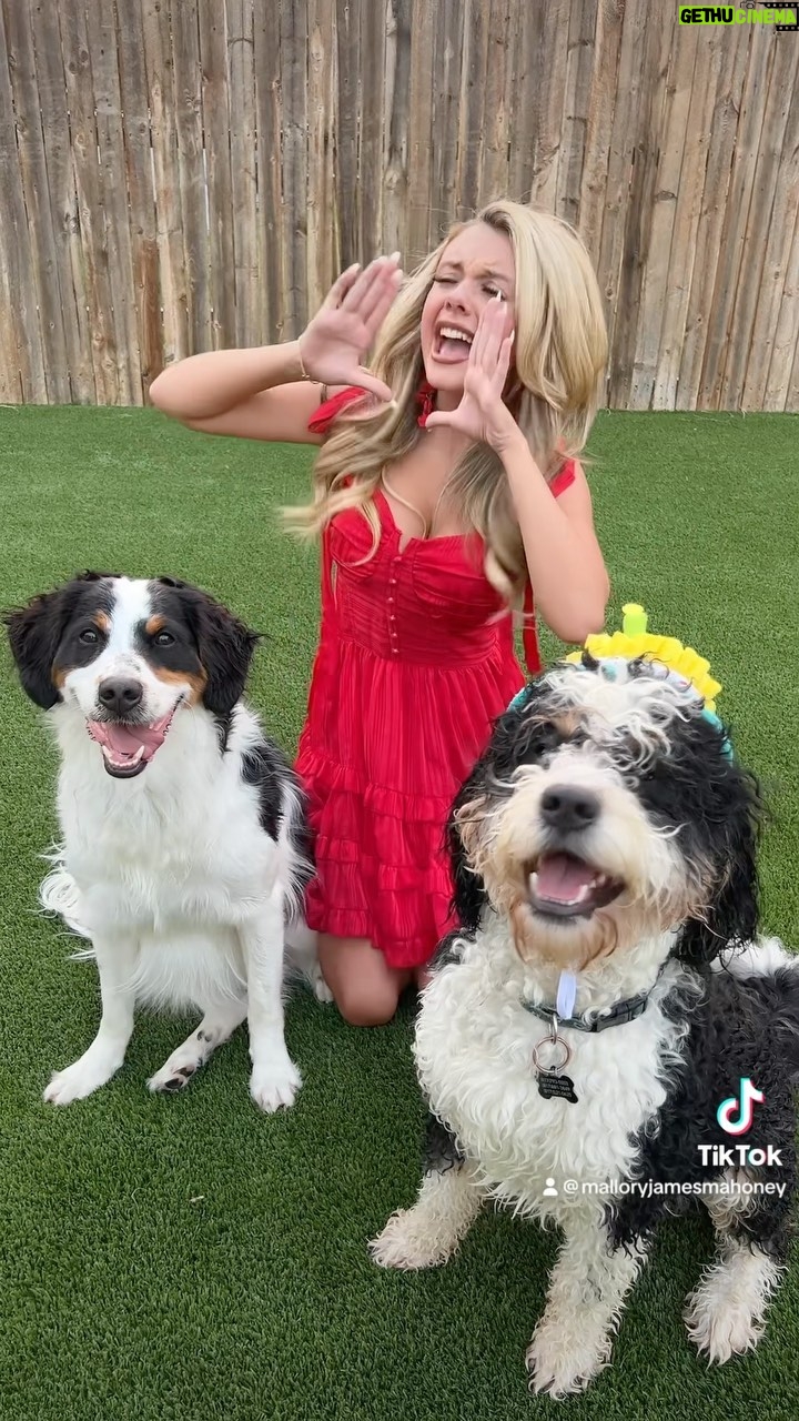 Mallory James Mahoney Instagram - Guess who’s 1? ❤️🐶❤️ #happybirthday Penalty Killer! @lord.stanley.and.pk