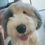 Manaka Shida Instagram - ずっと行きたかった大型犬カフェ🦮 推しのリグルくん膝枕で寝るのが好きらしい☺︎ 皆んな人懐っこくて沢山モフモフさせてくれた🩵 #大型犬 #大型犬カフェ #grandmou