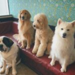 Manaka Shida Instagram - ずっと行きたかった大型犬カフェ🦮 推しのリグルくん膝枕で寝るのが好きらしい☺︎ 皆んな人懐っこくて沢山モフモフさせてくれた🩵 #大型犬 #大型犬カフェ #grandmou
