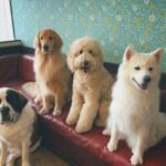 Manaka Shida Instagram - ずっと行きたかった大型犬カフェ🦮 推しのリグルくん膝枕で寝るのが好きらしい☺︎ 皆んな人懐っこくて沢山モフモフさせてくれた🩵 #大型犬 #大型犬カフェ #grandmou