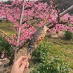 Manami Hashimoto Instagram – 今年もお誘いいただいて2回目の山梨県桃源郷💕田中農園さん。
満開の桃の花を見ながら栄養たっぷりとに育ったイワナをいただいて採れたての山菜や山椒の天ぷら、手打ちの手作りうどん、バーベキュー、美味しいものをたんまりいただきました😍😍お天気も良くサイコーすぎました(^ ^)とにかく癒された☺️