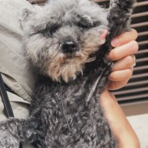 Mandy Tam Man-Huen Instagram - 多謝你喺生命最後嘅三個月陪伴了我們
正正是因為遇上了你很短的時間
喺我心目中，你就好似一個三個月大嘅初生嬰兒
而忘記了其實你已經12歲了，半個老婆婆了

發生得太突然
當我仲以為在我的未來一定佈滿你的身影
喺發生到你離開只係短短五日嘅時間
真係未準備好講再見
其實永遠都唔會準備好
但係我深信你選擇進入我嘅生命
係為咗帶比我愛 ，而唔係遺憾同傷心
真的我好滿足好滿足可以遇到你
陪伴你行過嚟最後嘅一段路
有好好的擁抱過你愛你錫你

多謝你寶貝，亨亨 

我依然好掛住你 

會將你留下嘅愛好好地傳遞比你嘅朋友同我自己🤍

我愛你 

再見，下次再見

#15042024
#loveyouforever