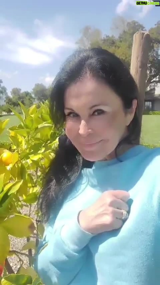 María Conchita Alonso - 2.4K Likes - Les comparto algo muy especial para mi. Mi arbolito de naranja donde están las cenizas de mi mamá 🌳🤍💫
Su presencia y amor trasciende el tiempo y el espacio, y todos los días me acompaña.
Gracias a ella, a Dios y a mis Ángeles siempre me siento protegida. #amorincondicional.
Les deseo que puedan sentir la presencia de su ángel guardián en sus vidas, guiándoles, protegiéndoles, llenándoles de amor y paz. #bendiciones! 🙏✨
Wanted to share my beautiful space where my mom's ashes are. She is buried under this orange tree, where her energy guides and protects me everyday of my life.
May someone special to you, God and your Angels always be by your side. #blessings!
#ÁngelGuardián #AmorInfinito #Agradecimiento #Bendiciones #VenezolanosenMexico #MariaConchita #Mariaconchitaalonso