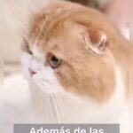 María Conchita Alonso Instagram - #repost • @veefauna11 POR FAVOR #dinoalapirotecnia #dinoalosfuegosartificiales, entérate del enorme daño que causan. Y en los niños autistas aún más. • #saynotofireworks #notopyrotechnic #NOALAPIROTECNIA #VeeFauna