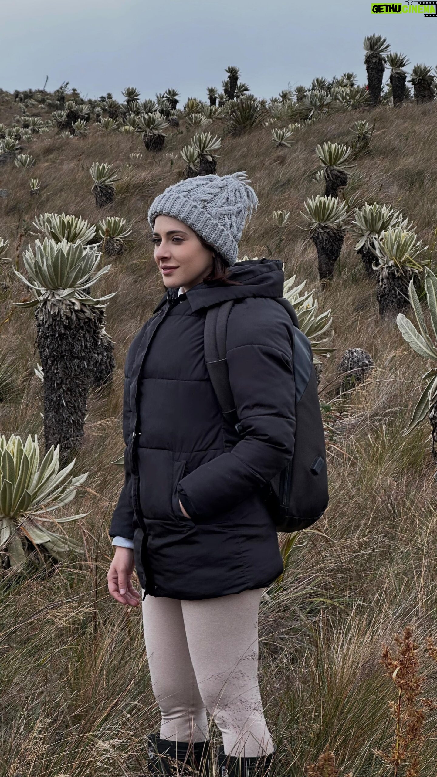 María Karla Gómez Instagram - Sabías que Ecuador es uno de los tres países con presencia de Frailejon ?, esta planta endémica cumple una gran función en nuestro ecosistema ya que es una gran fuente de agua. Absorbe la humedad de la neblina del Páramo y la libera a través de sus raíces a la tierra, es por eso la importancia de preservarlo. Por eso quiero invitarte a que te unas a la causa “Adopta un Frailejon”, donde solo debes seguir estos pasos : 1. Ingresa al bio de nuestro Instagram 📥 2. Encontrarás los datos para hacer la transferencia bancaria de adopción por $10 dólares 3. Guarda el comprobante de transferencia🔒 4. Ingresa en el botón FORMULARIO, donde envías el comprobante de transferencia🧾, los datos de contacto📲 y el nombre que quieres darle a tu frailejón 🌱. Infinitas gracias por esta oportunidad @cumbresblancasecuador @cumbresblancascolombia @polylepislodge 🤍🏔️🌱 Esa edición y tomas de dron 🤩👏🏻 @pameladuenaswood #adopta #frailejon #frailetonfest #paramos #montañas #PáramosEcuador #biodiversidad #ecuador