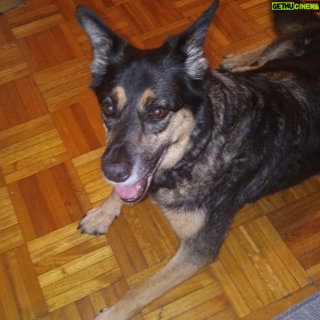 María Valenzuela - 627 Likes - ¡Felíz día pequeñxs! Lxs amamos con todoooo lo que tenemos y más 💜🐶🐶🐶🐶🐶💜
#Pipa #Nina #Alain #Kika #Roma (por número de llegada 📸 *Roma y Kika son parecidas en las fotos... el lengüetazo es de Roma 😋 y la otra Morocha con cara de modelo es Kika🤩)
#seresDeLuz #superiores #amorosxs #incondicionales #alegres #compañerxs #fieles 🥰🥰💫✨💫✨