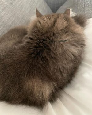 Mara Wilson Instagram - Is there anything better than a cool pillow on a hot day? Thank you to the awesome @onefreshpillow for sending me these amazing fluffy-on-one-side, firm-on-the-other pillows! Now to keep my cats from stealing them so I can finally get some rest 😴