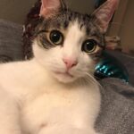 Mara Wilson Instagram – Theo is still kitten-ish after all these years
