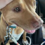 Mara Wilson Instagram - This is Aggie! You can make Aggie smile by going to the link in my bio to help her humans get food, hygiene supplies, and PPE to their unhoused neighbors! And doesn’t she have a beautiful smile? 🥺🥰