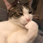 Mara Wilson Instagram – Theo is still kitten-ish after all these years