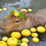 Mara Wilson Instagram – Capybaras are having a moment right now, and I’m thrilled because I finally found a word that rhymes with my name! No more “it rhymes with car, if car had an ‘a’ on the end” or being called “Mare-a.” I can just point to the Internet’s favorite giant rodent for guidance. Plus they are also just adorable.