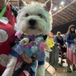Mara Wilson Instagram - So long, beautiful Newcastle! Loved being at @comicconnortheast and meeting some of the NICEST people I’ve ever met! Special shoutouts to the fans who gave me a box of Cheerios, the woman who NAMED HER DAUGHTER Mara after me (!!!), this adorable dog dressed as Stitch, lovely afternoon tea at @malmaison on the Quay, WONDERFUL Indian food from @simlanewcastle and delicious Jamaican takeaway from Lev’s Delivery, and most of all the AMAZING women at Fenwick’s and the Clinique counter at @marksandspencer, who helped me pick out a beautiful dress and the perfect makeup for the event after BA lost my luggage! (I got it back a day before I left — all’s well that ends well!) I was so sad to leave the kind Geordies (and Scots!), the lovely Toon, and the beautiful countryside. I can only hope to be back soon!