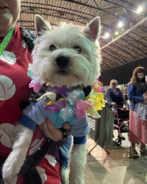 Mara Wilson Instagram - So long, beautiful Newcastle! Loved being at @comicconnortheast and meeting some of the NICEST people I’ve ever met!

Special shoutouts to the fans who gave me a box of Cheerios, the woman who NAMED HER DAUGHTER Mara after me (!!!), this adorable dog dressed as Stitch, lovely afternoon tea at @malmaison on the Quay, WONDERFUL Indian food from @simlanewcastle and delicious Jamaican takeaway from Lev’s Delivery, and most of all the AMAZING women at Fenwick’s and the Clinique counter at @marksandspencer, who helped me pick out a beautiful dress and the perfect makeup for the event after BA lost my luggage! (I got it back a day before I left — all’s well that ends well!)

I was so sad to leave the kind Geordies (and Scots!), the lovely Toon, and the beautiful countryside. I can only hope to be back soon!