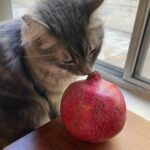 Mara Wilson Instagram – L’shana tovah from me and Freya!