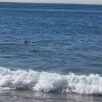 Marcela Carvajal Instagram – Freedom!! That’s what a little girl was shouting at the beach.  Yes!! That’s what I feel when I’m in front of the ocean.  I love you dear #ocean.  Libertad!!! Eso gritaba una chiquita en la playa esta mañana y si, así me siento cuando estoy al frente del mar, LIBRE!! Te amo #oceano