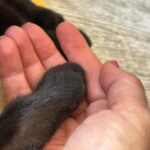 Marcela Carvajal Instagram - Que nombre le pondrían a esta foto? How do you name this pic? #luccapanther #catlover