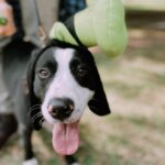 Marcella Lentz-Pope Instagram - My dad would’ve loved this. He was the voice of Goofy for 12 years at Disney and now my dog is going as her Grandpaw for Halloween. Get it…. GrandPAW? Sorry for the pun, I’m just being goofy…