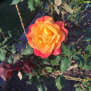 Marcia Cross Instagram - Oh how this beauty called to me - if only I could share her perfume with you all... xo m