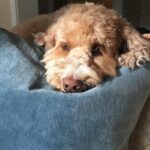 Marcia Cross Instagram - My precious Pippin. #labradoodle #love ❤️🐶