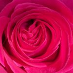 Marcia Cross Instagram - I like to think about Valentine’s Day as a time to express my love to those in my heart. Try it. If you follow that path it will be a joy filled holiday. One of the beautiful lessons I learned from years of being single. #valentines #valentine’sday #love #friends #mothers #fathers #sisters #brothers #teachers ...