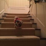 Marcia Cross Instagram - Face first into Christmas!