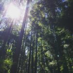 Marcia Cross Instagram - My happy place. #thewoods #vancouver #forestbathing🌲🌲🌲