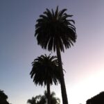 Marcia Cross Instagram - Cali ❤️❤️