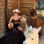 Margo Dumas Instagram - ✔️Обійматися з альпаками 🦙🤍 #alpacafarm 👉🏼 @merollabergueda